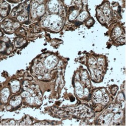 FYVE, RhoGEF And PH Domain Containing 3 (FGD3) Antibody