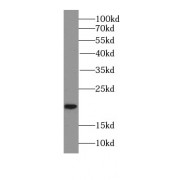WB analysis of HT-1080 cells, using FGF18 antibody (1/1000 dilution).