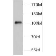 WB analysis of HepG2 cells, using FGFR4 antibody (1/400 dilution).
