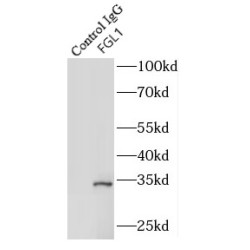 Fibrinogen Like Protein 1 (FGL1) Antibody