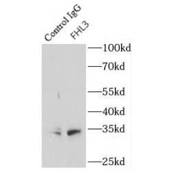 Four And A Half LIM Domains 3 (FHL3) Antibody