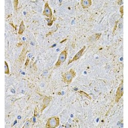 Fibromodulin (FMOD) Antibody