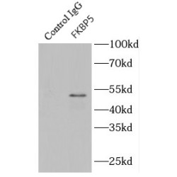 FK506 Binding Protein 5 (FKBP5) Antibody