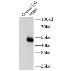 FK506 Binding Protein Like (FKBPL) Antibody