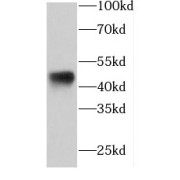 WB analysis of HeLa cells, using FKBPL antibody (1/800 dilution).