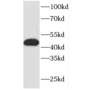 WB analysis of HeLa cells, using FKBPL antibody (1/800 dilution).