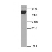 WB analysis of mouse heart tissue, using FLI1 antibody (1/1000 dilution).