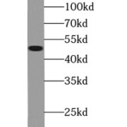 WB analysis of mouse kidney tissue, using FMO2-specific antibody (1/500 dilution).