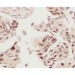 FMO5-specific Antibody