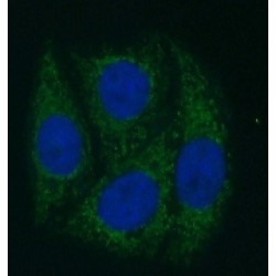 Forkhead Box Protein A2 (FOXA2) Antibody