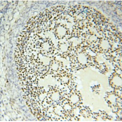 Forkhead Box Protein P4 (FOXP4) Antibody