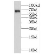 WB analysis of A549 cells, using Frizzled 9 antibody (1/2000 dilution).