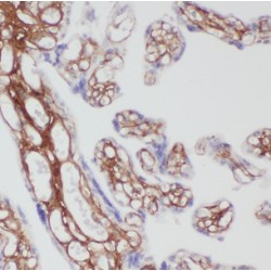 Follistatin Like Protein 1 (FSTL1) Antibody