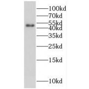 WB analysis of A2780 cells, using FSTL1 antibody (1/300 dilution).