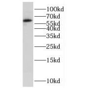 WB analysis of HEK-293 cells, using FUBP3 antibody (1/600 dilution).