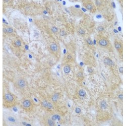 Furin (FURIN) Antibody