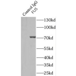 FUS / TLS Antibody