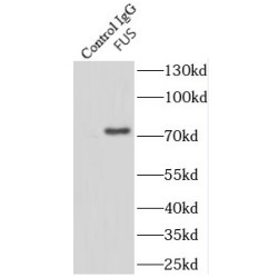 FUS / TLS Antibody