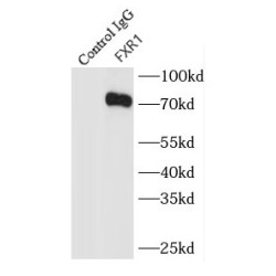 Fragile X Mental Retardation, Autosomal Homolog 1 (FXR1) Antibody