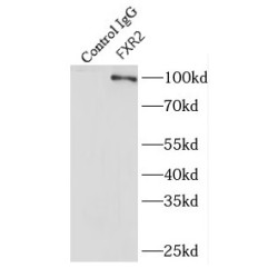 Fragile X Mental Retardation, Autosomal Homolog 2 (FXR2) Antibody