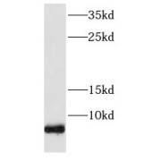 WB analysis of HEK-293 cells, using FXYD2 antibody (1/1000 dilution).