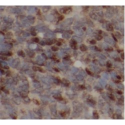 GAB3-Specific Antibody