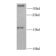 WB analysis of SW480 cells, using GABARAP antibody (1/1000 dilution).