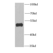 WB analysis of mouse lung tissue, using GABPB1 antibody (1/1000 dilution).