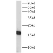 WB analysis of RAW264.7 cells, using GADD45G antibody (1/1000 dilution).