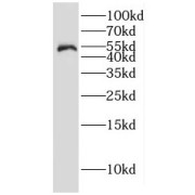 WB analysis of mouse brain tissue, using gamma tubulin antibody (1/600 dilution).