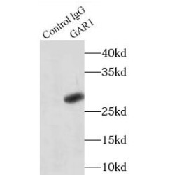 H/ACA Ribonucleoprotein Complex Subunit 1 (GAR1) Antibody