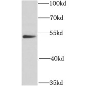 WB analysis of HeLa cells, using GATA2 antibody (1/1000 dilution).