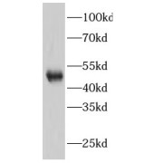 WB analysis of MCF7 cells, using GATA3 antibody (1/500 dilution).