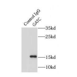 Glutamyl-tRNA(Gln) Amidotransferase Subunit C, Mitochondrial (GATC) Antibody