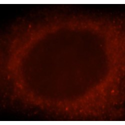 Guanylate Binding Protein 1 (GBP1) Antibody