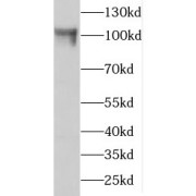 WB analysis of HeLa cells, using GCC1 antibody (1/2000 dilution).