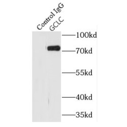 Gamma-Glutamylcysteine Synthetase (GCLC) Antibody