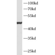 WB analysis of mouse heart tissue, using MSTN antibody (1/600 dilution).