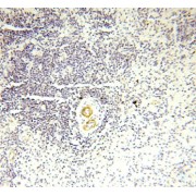 IHC-P analysis of human spleen tissue, using GDPD5 antibody (1/50 dilution).