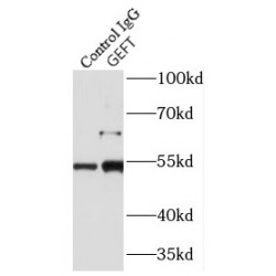 Rho Guanine Nucleotide Exchange Factor 25 / GEFT (ARHGEF25) Antibody