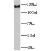 WB analysis of HEK-293 cells, using GEMIN4 antibody (1/100 dilution).