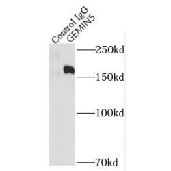 Gem Associated Protein 5 (GEMIN5) Antibody