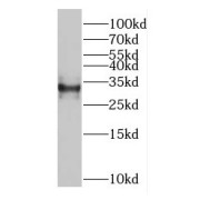 WB analysis of HepG2 cells, using GEMIN8 antibody (1/400 dilution).