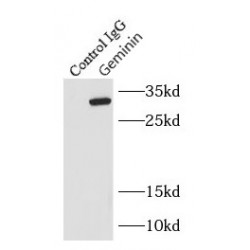 Geminin (GMNN) Antibody