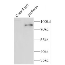 gephyrin (GPHN) Antibody