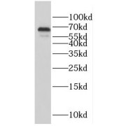 WB analysis of K-562 cells, using GFI1 antibody (1/500 dilution).