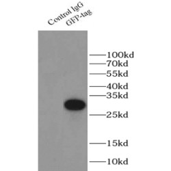 Green Fluorescent Protein (GFP) Antibody