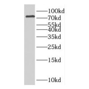 WB analysis of HT1080 cells, using GFPT2 antibody (1/300 dilution).