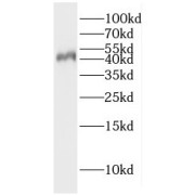 WB analysis of mouse heart tissue, using GFRA3 antibody (1/600 dilution).