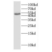 WB analysis of HEK-293 cells, using GHRHR antibody (1/500 dilution).
